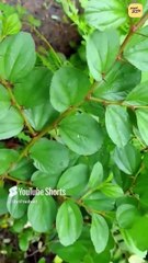 शारीरिक तल का रिश्ता || आचार्य प्रशांत