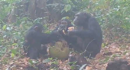 ¿Por qué nos gusta beber en sociedad? Estos chimpancés podrían tener la respuesta