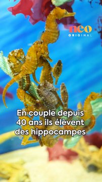 En couple, ils élèvent des hippocampes