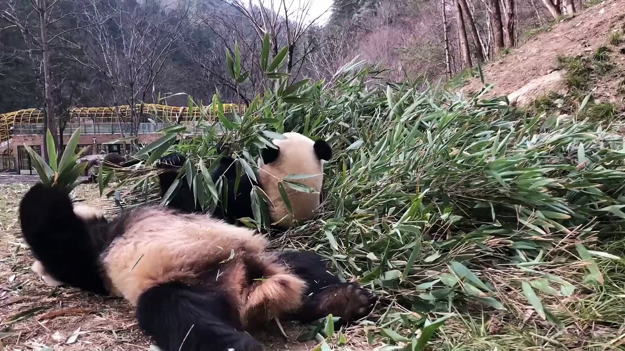 Panda daily life: Eat bamboo for lunch   🐼(36)   #Panda #Lovely