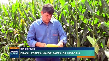 Dia do milho: Brasil espera maior safra da história