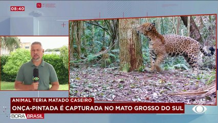 Onça-pintada que teria matado caseiro é capturada no MS