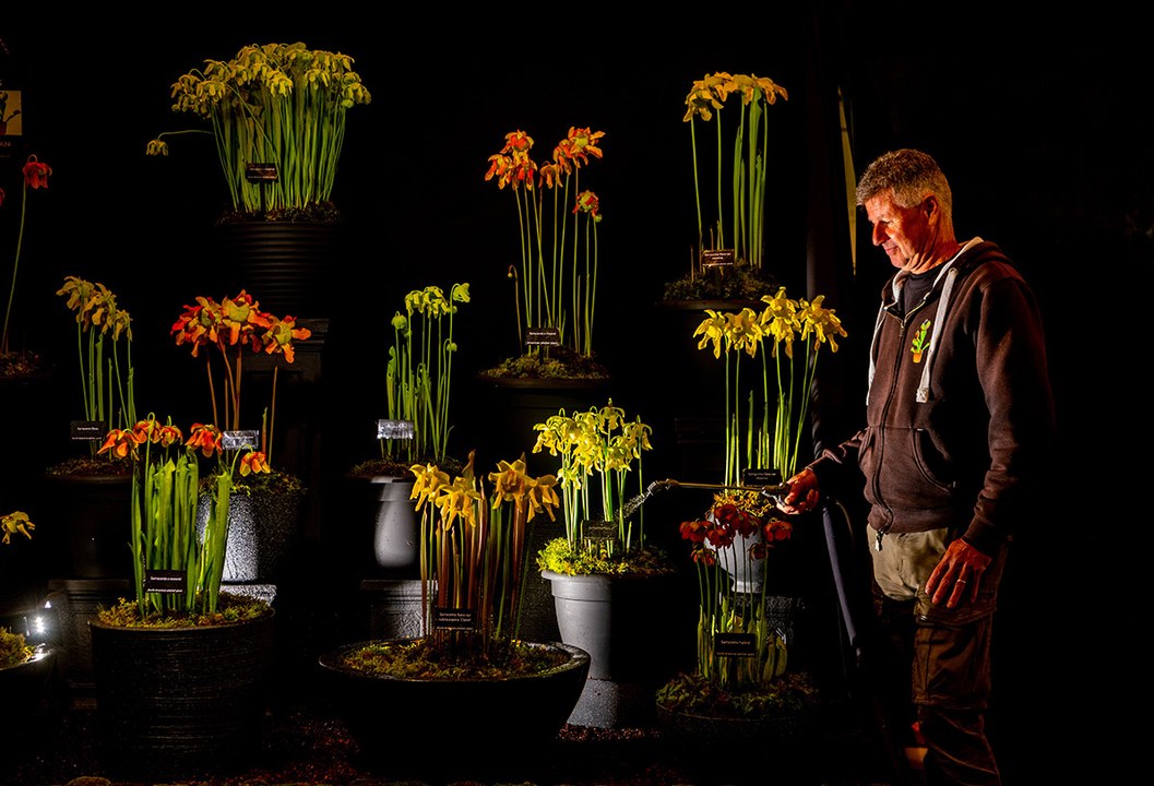 Harrogate Spring Flower Show 2025
