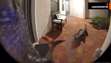Güvenlik kamerası, Florida'da bir verandaya timsah istilasını kaydetti