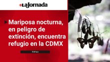 Mariposa nocturna, en peligro de extinción, encuentra refugio en la CDMX