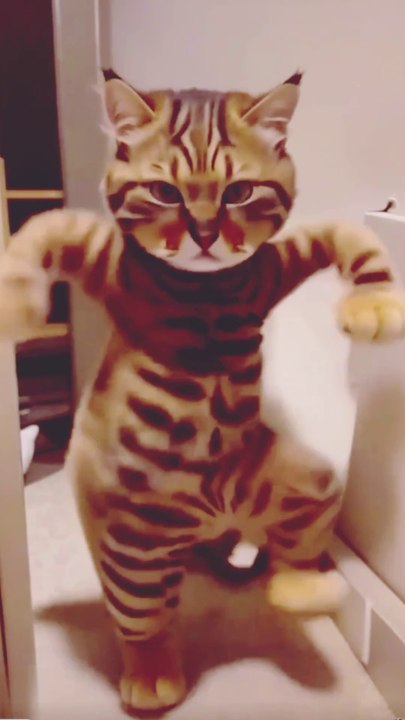 Cat bike dance
