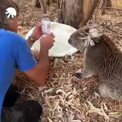 A koala drinks water from a man's hand. Too cute !
