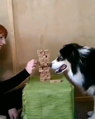 A very smart dog plays Jenga with a girl. To see