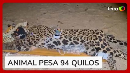 Onça que atacou e matou caseiro é capturada no Pantanal