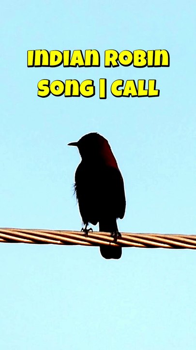 Indian Robin Call Song