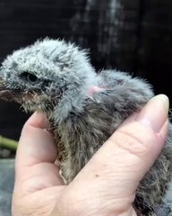 Admire this baby owl that has just come out of its egg!