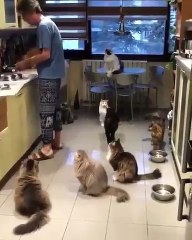 Admire what this man does for his cats!