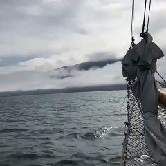 Admire this humpback whale diving into the sea in Iceland!