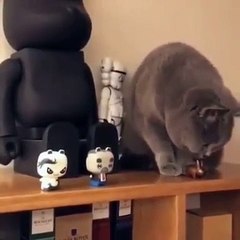 Adorable! This kitten is going to do something surprising. To have !