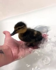 Baby duck is all happy to take a bath. Too cute !