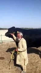 "American Angus Bulls – A Symbol of Strength, Quality, and Beauty"