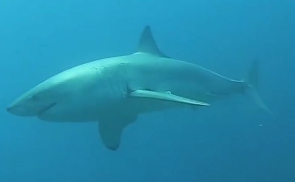 Moment diving instructor comes face-to-face with 12ft great white shark off South Carolina coast