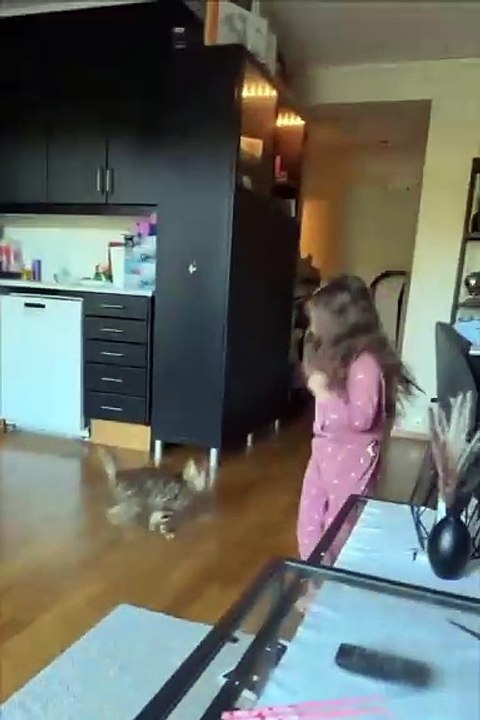 Cat exprassion funny video treding