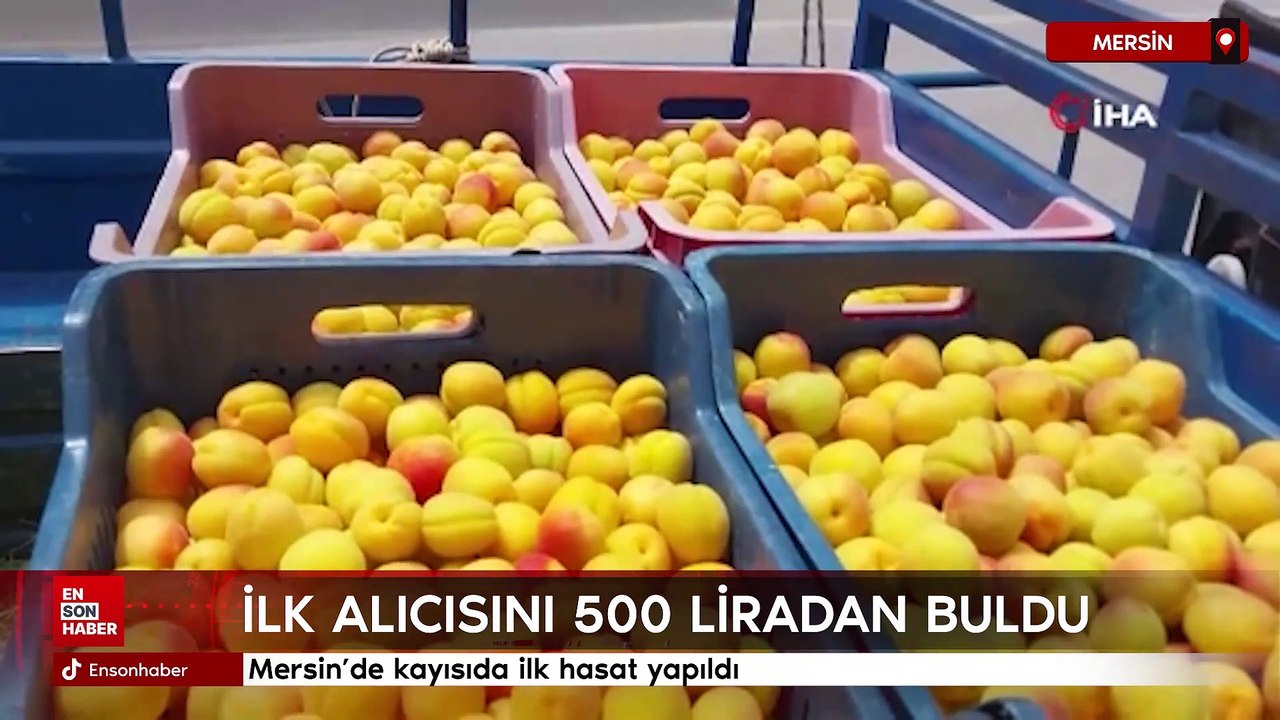 Mersin'de kayısıda ilk hasat yapıldı: 500 liradan alıcı buldu