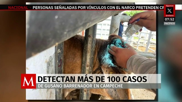 Suman 102 casos positivos de gusano barrenador en Campeche