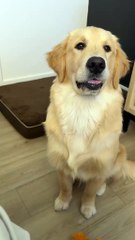 The squirrel limit does not exist ♾️ 🐿️. DogCalculus101! #goldenretriever #dogsoftiktok #funnyvideo #friday