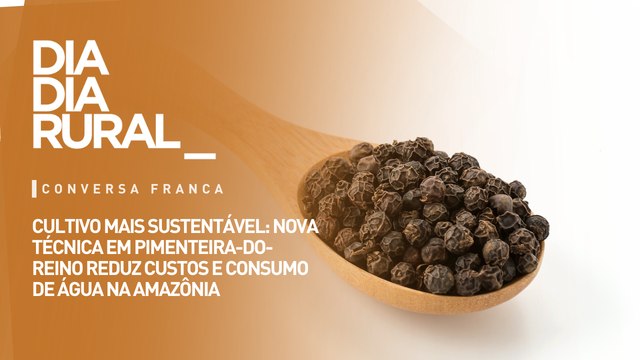 Cultivo mais sustentável: nova técnica em pimenteira-do-reino reduz custos e consumo de água na Amazônia