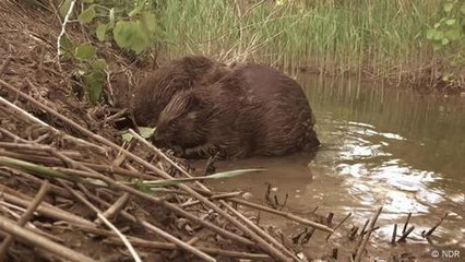 República Checa: los castores ahorran 1,2 millones €