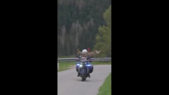 Tour of the Alps, lo spettacolare balzo del capriolo che sfiora la moto della polizia stradale in Alto Adige