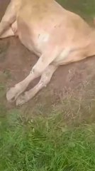 Une vache et son veau ont été tués par des vautours à Bescat en vallée d'Ossau