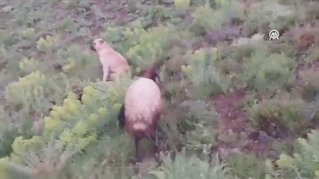 Todos pensaban que su perro se había perdido, pero su instinto hizo algo que nadie esperaba