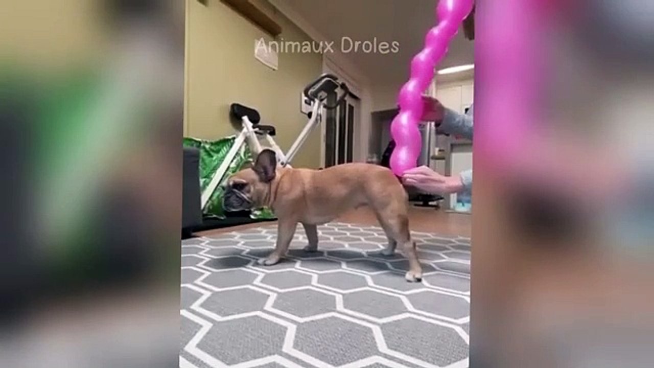 Funny Animals
