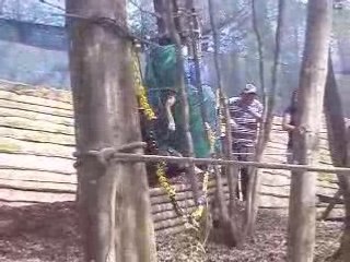 Tyrolienne façon "Georges de la JUNGLE"