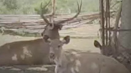 Etawah सफारी पार्क में शेरों को भीषण गर्मी से राहत