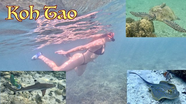 Island Paradise ~ Koh Tao Thailand ~ Amazing Snorkeling & Scuba With Baby Sharks & Turtles