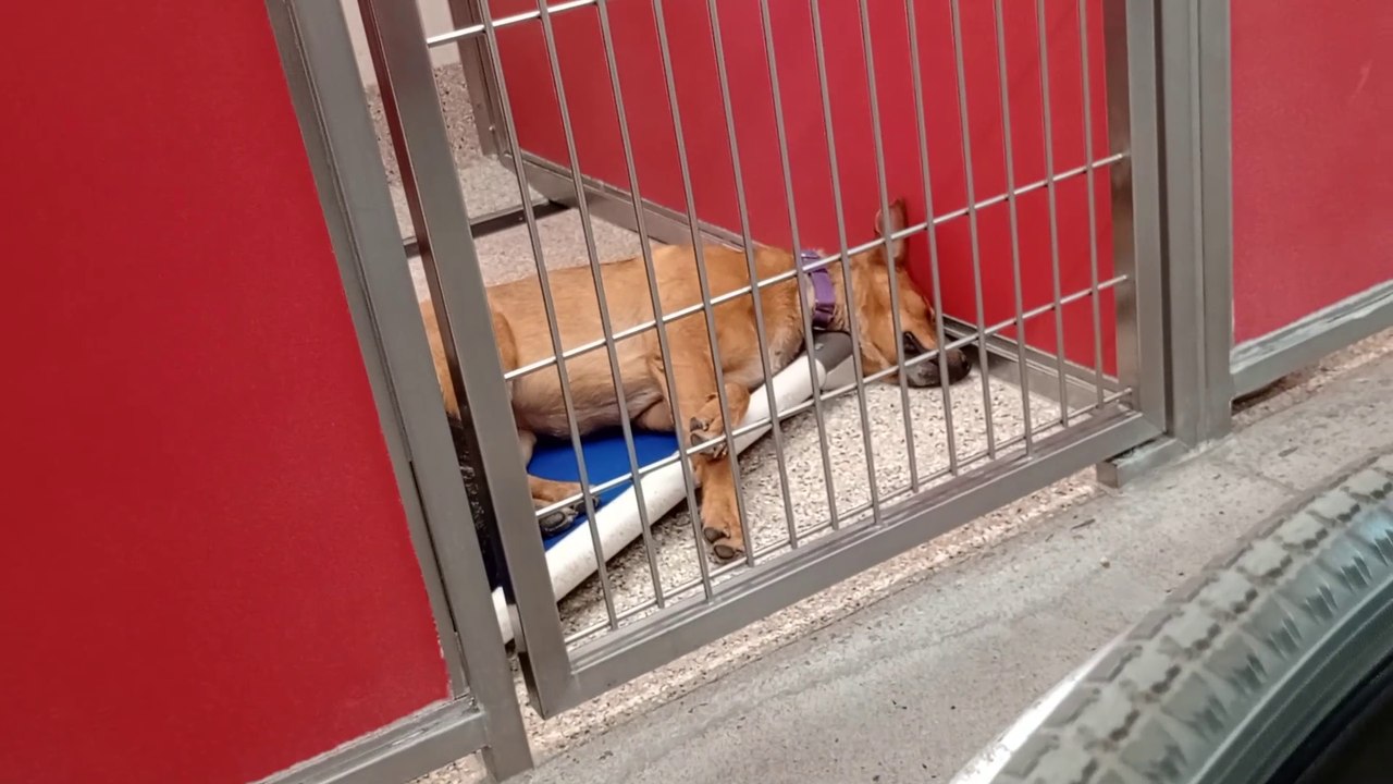 Matilda Rest in Peace 6y A840337 kennel 16 pod 1 PACC shelter love her near & looks round VID_20250423_130120322