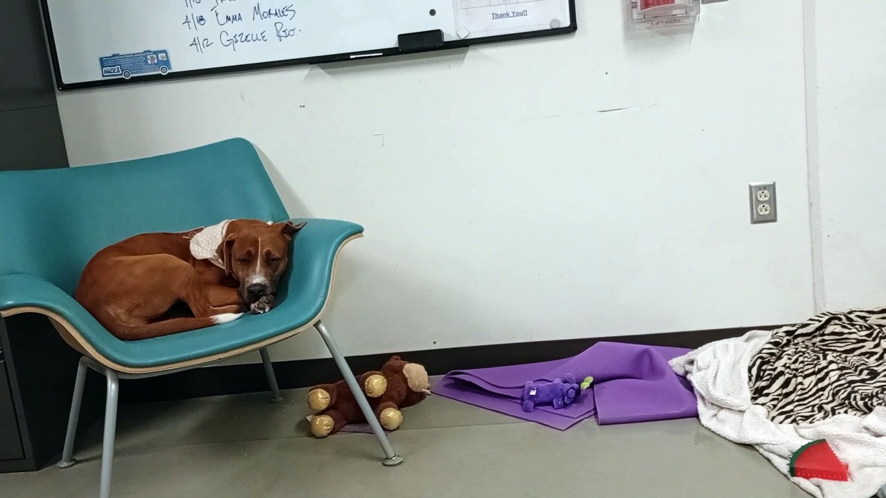 Ghost 1y A840001 in volunteer office PACC shelter just lounging in chair, he was fostered today VID_20250423_172322297