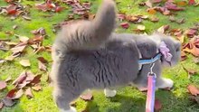 Kucing abu-abu