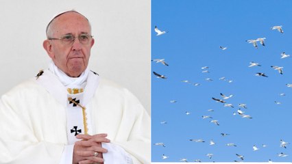 ¿Señal divina? Decenas de palomas blancas vuelan sobre la plaza de San Pedro en el Vaticano