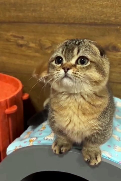 Cute animals 😼😂🐱funny pets