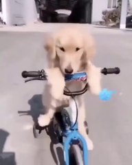 Who can ride bicycle like me  goldenretriever goldenretrieverlife