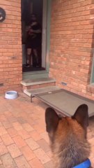 So cute german shepherd #germanshepherd #cutegermanshepherd