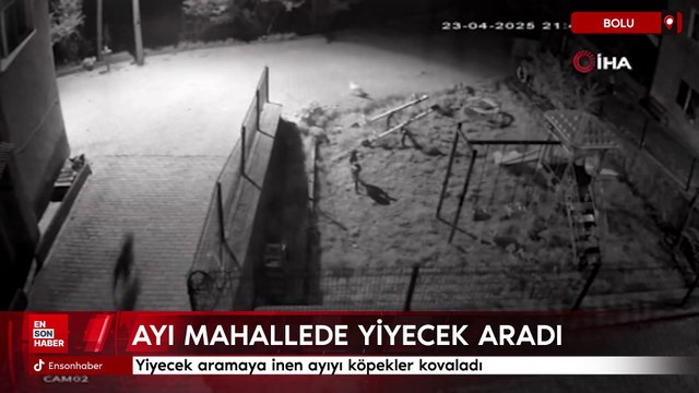 Bolu'da yiyecek aramaya inen ayıyı köpekler kovaladı