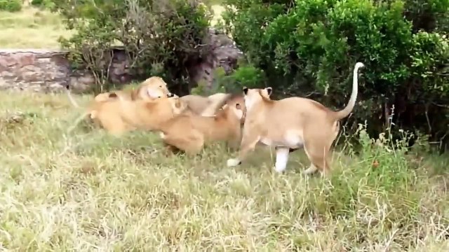 Most Injured Lion after Battle and What Happens Next in Nature - Animal Documentary - Natures Best