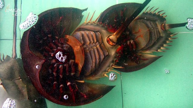 There is a Reason Why Conservationists Are Attaching Trackers to Crabs in Hong Kong