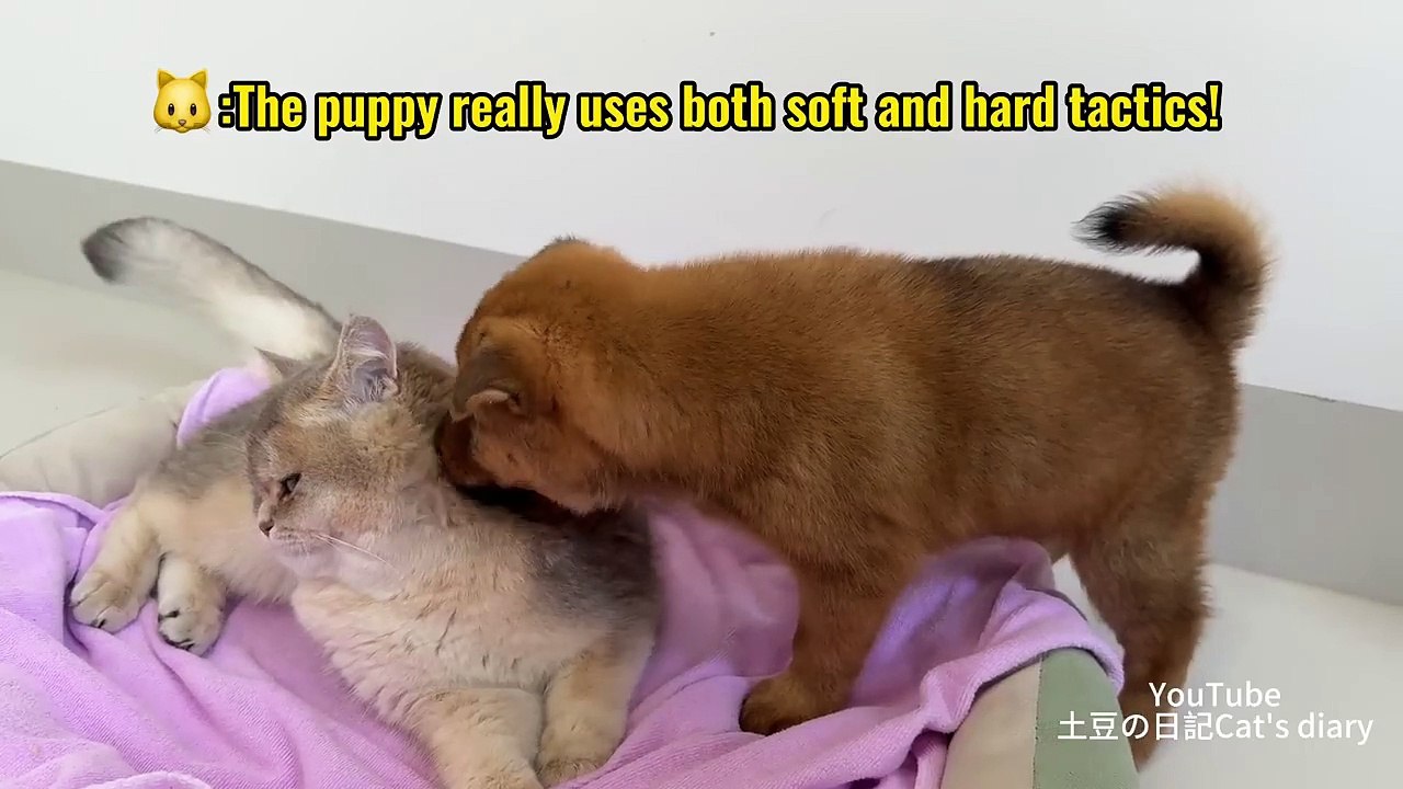The kitten forgave the Shiba Inu puppy😊!The puppy took the cat s bed.😤Cute and funny animal videos