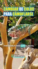 ATB CIENCIA - El camaleón y su sorprendente visión independiente