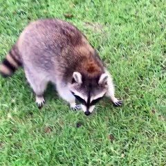He will give you a very great desire to pet him. Too cute !