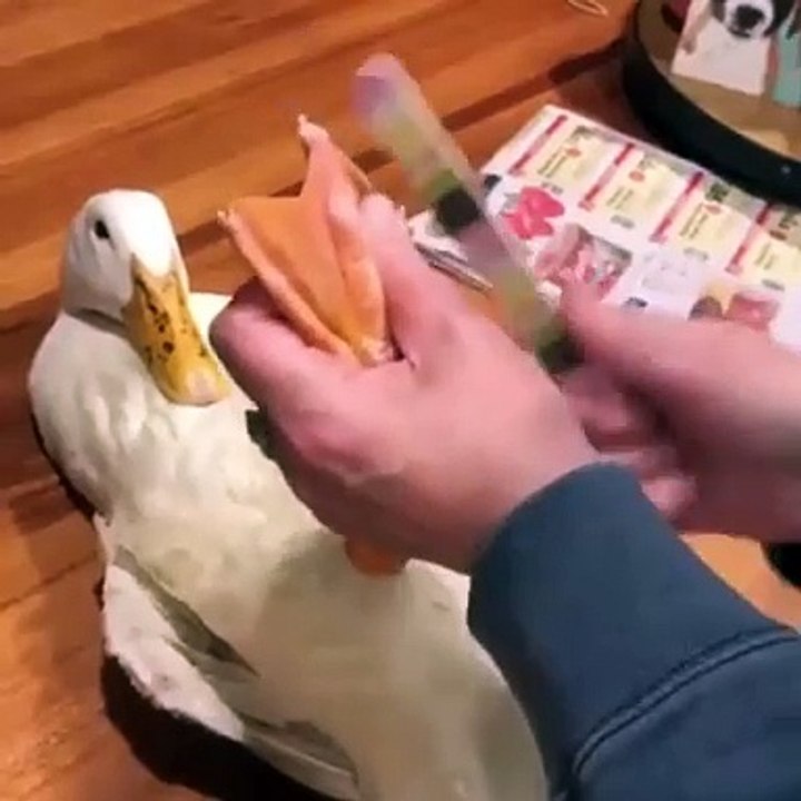 Just a little pedicure for the best duck in the world !!