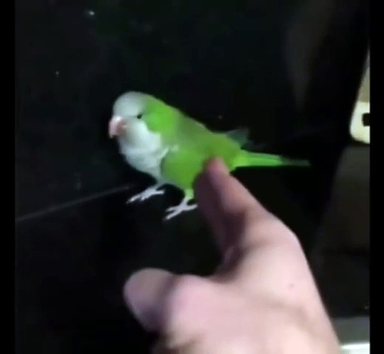 Parrots are the funniest. Hilarious !
