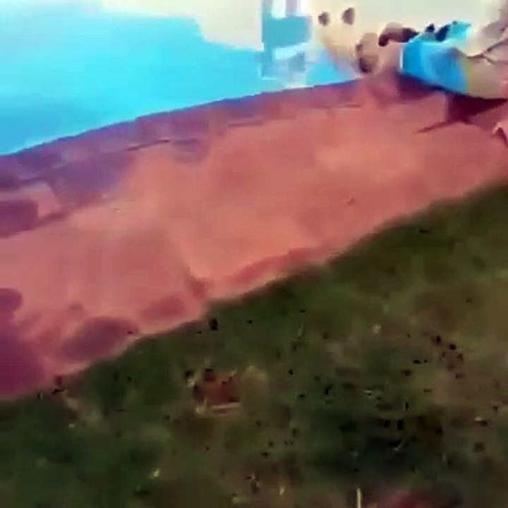 Look ! This dog is lounging in a pool on the back!